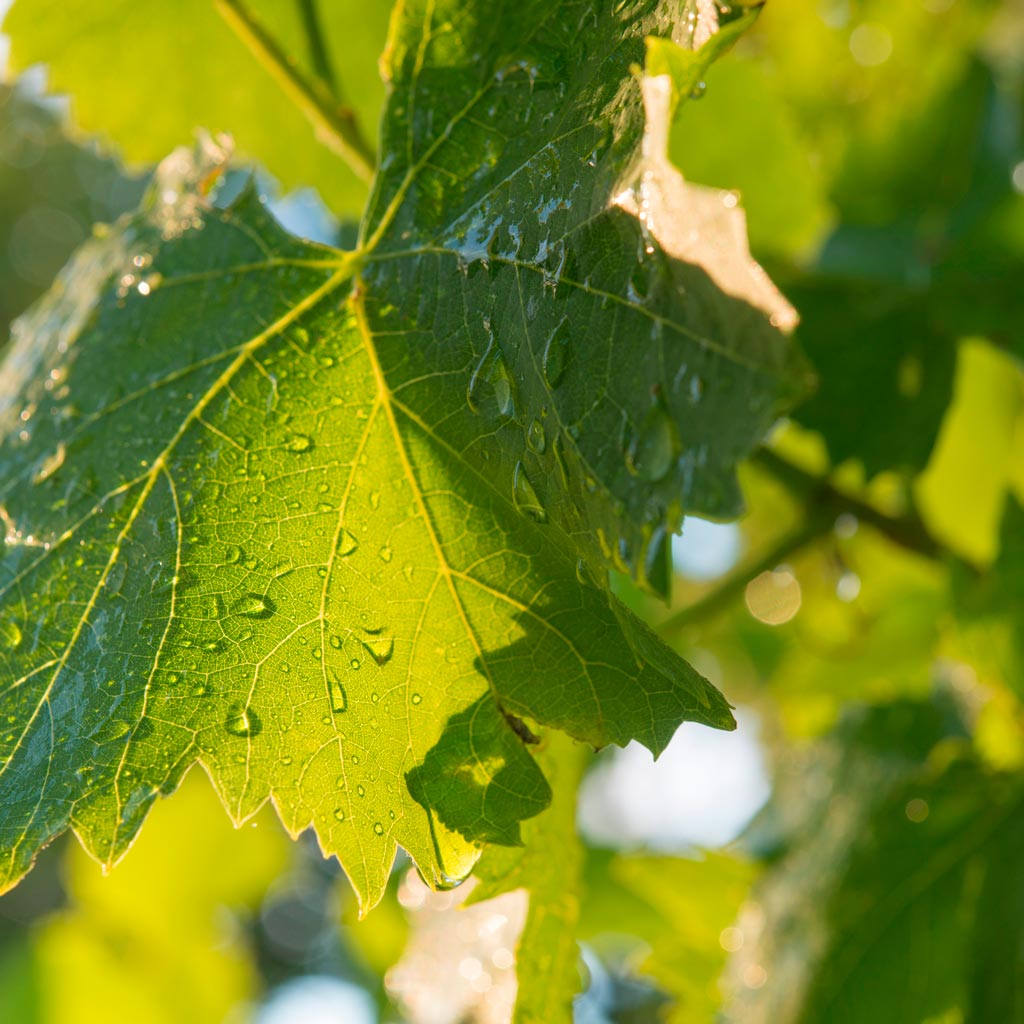 Feuille de vigne