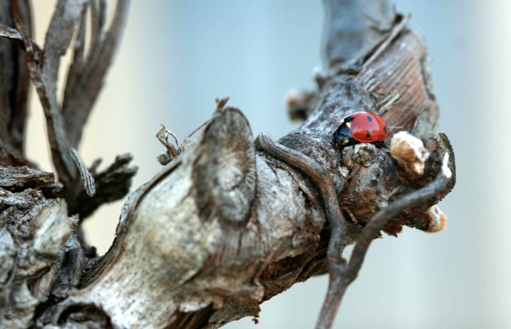 coccinelle sur vigne