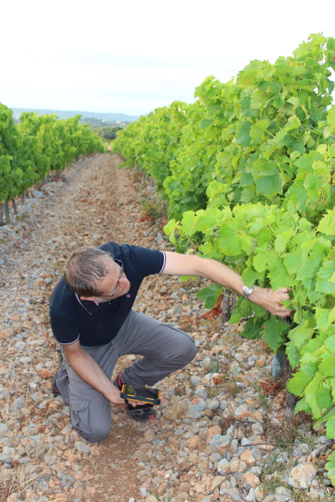 Homme dans les vignes