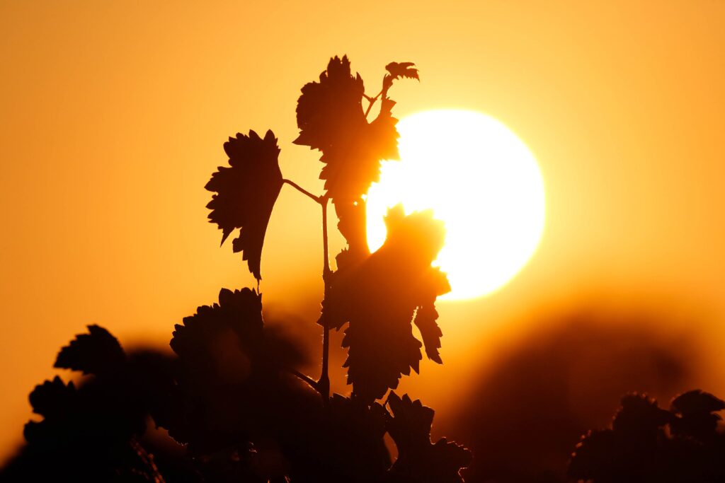 Soleil sur vigne