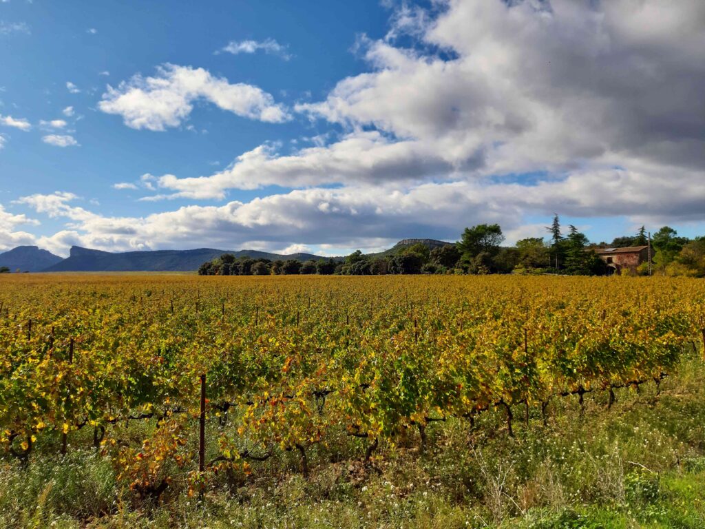 vigne automne 2